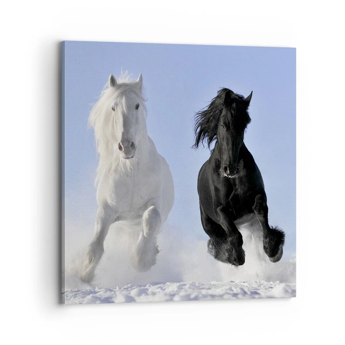 Impression sur toile - Image sur toile - Galop noir et blanc - 70x70 cm