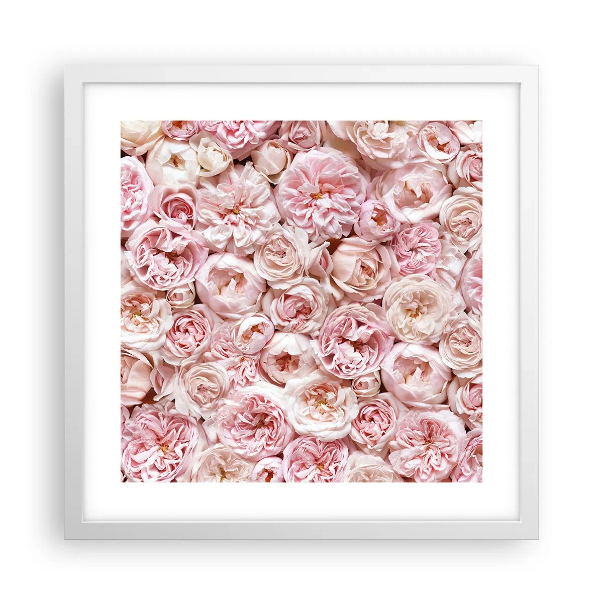 Affiche dans un cadre blanc - Poster - Un lit de roses - 40x40 cm