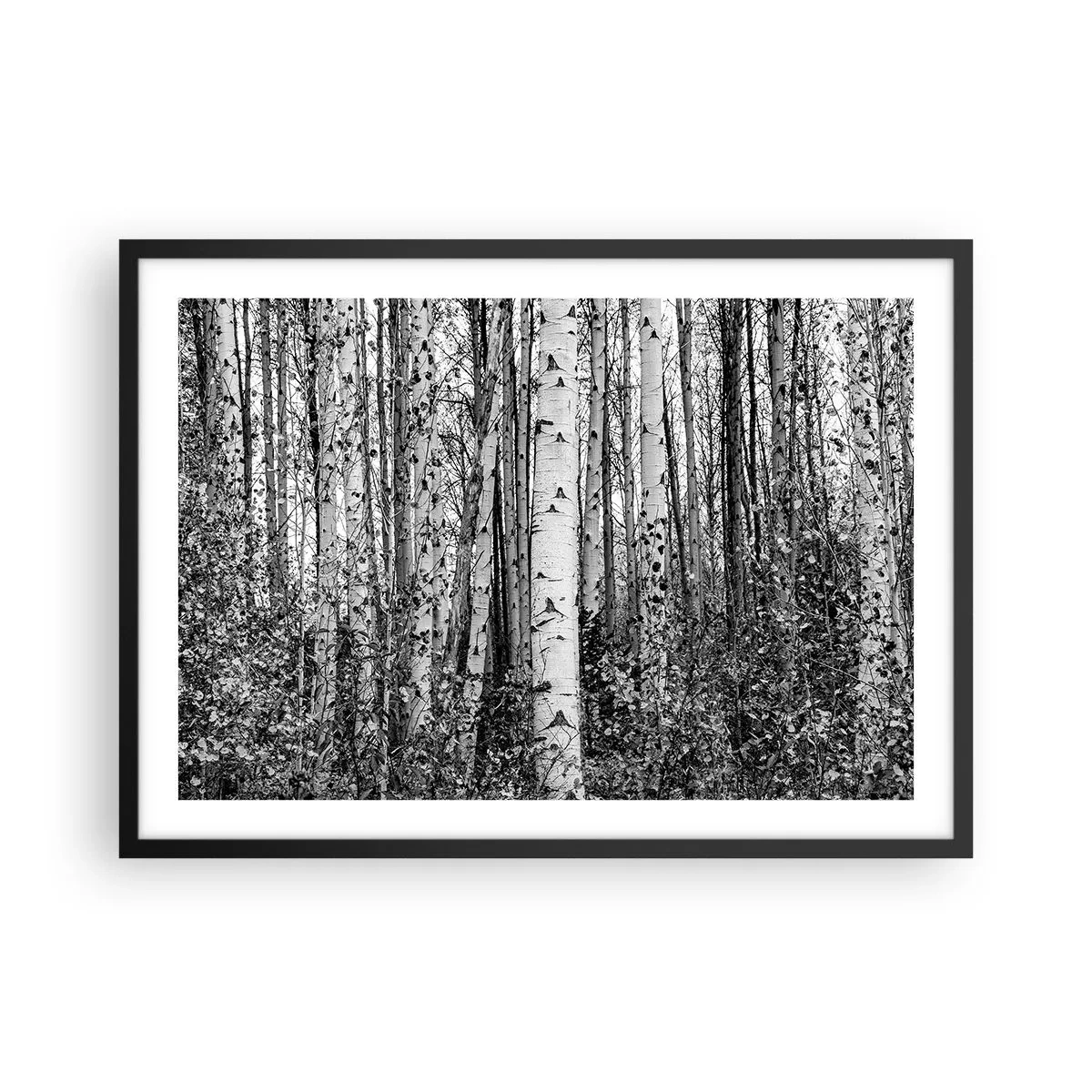 Affiche dans un cadre noir - Poster - Bouleaux noirs et blancs dans la forêt - 70x50cm - Enchevêtrement de bouleau - Décoration murale moderne pour le salon et la chambre ARTTOR