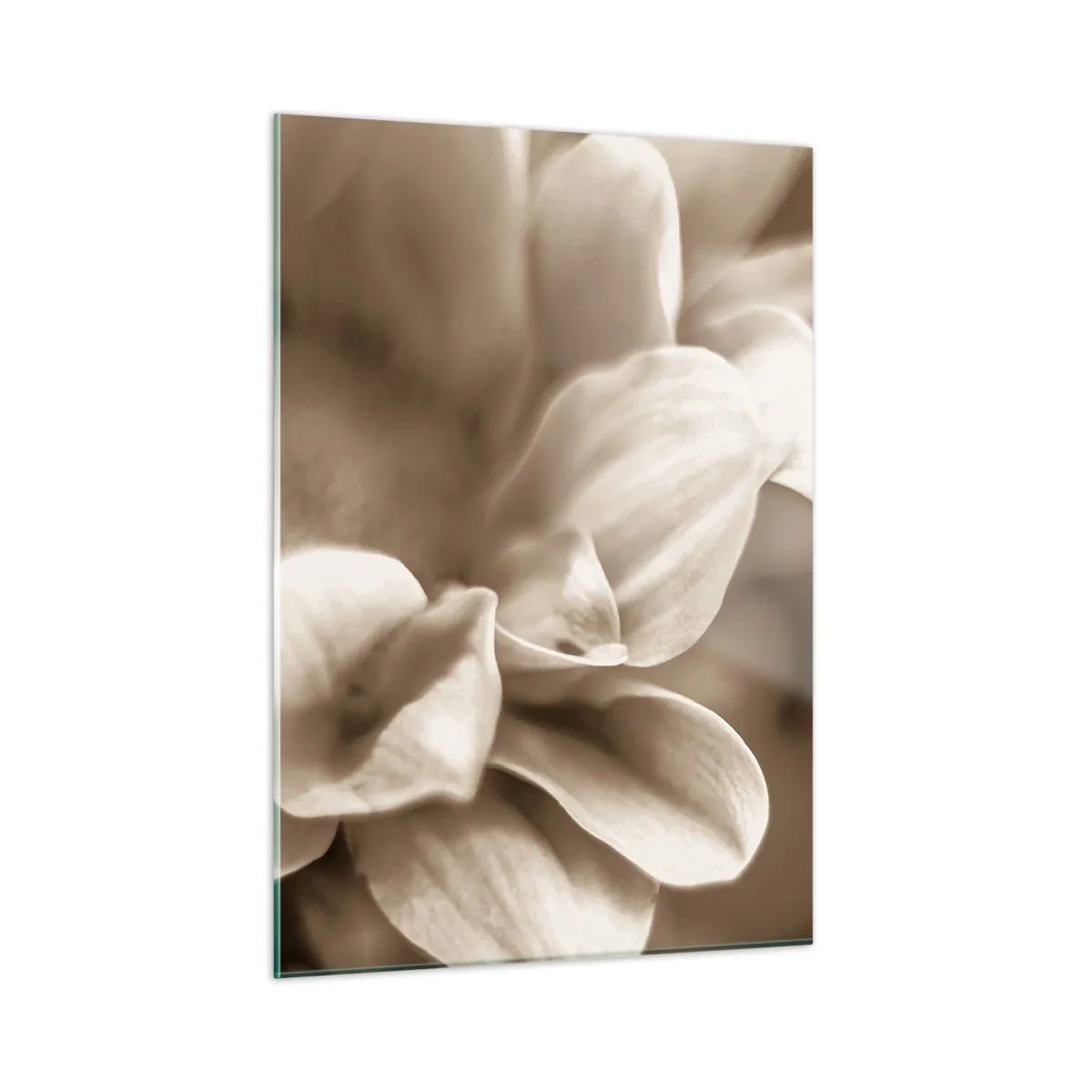 Impression sur verre - Image sur verre - Macrophotographie de pétales de fleurs claires en sépia - 50x70cm - Doux comme un sourire - Décoration murale moderne pour le salon et la chambre ARTTOR