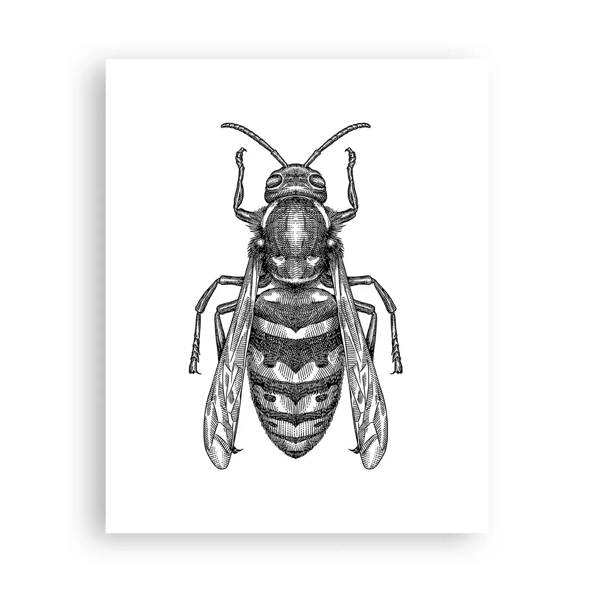 Affiche - Poster - D'une planète d'insectes - 40x50 cm