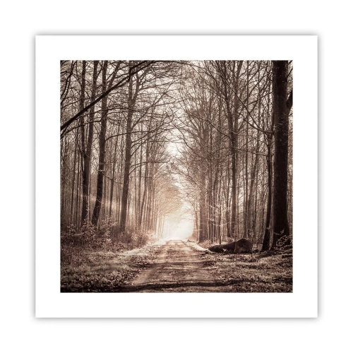 Affiche - Poster - Cathédrale de la forêt - 40x40 cm