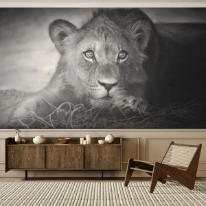 Papier Peint Photo Premium Canvas - Portrait monochrome d'un jeune lion couché - 100x70cm - Chiot royal - Décoration murale moderne pour le salon et la chambre ARTTOR