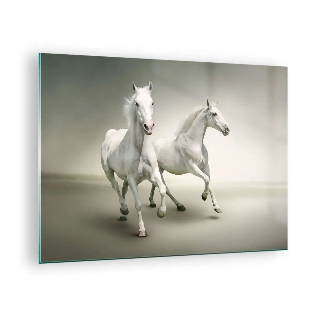 Impression sur verre - Image sur verre - Deux chevaux blancs courant sur un fond clair - 70x50cm - White power! - Décoration murale moderne pour le salon et la chambre ARTTOR