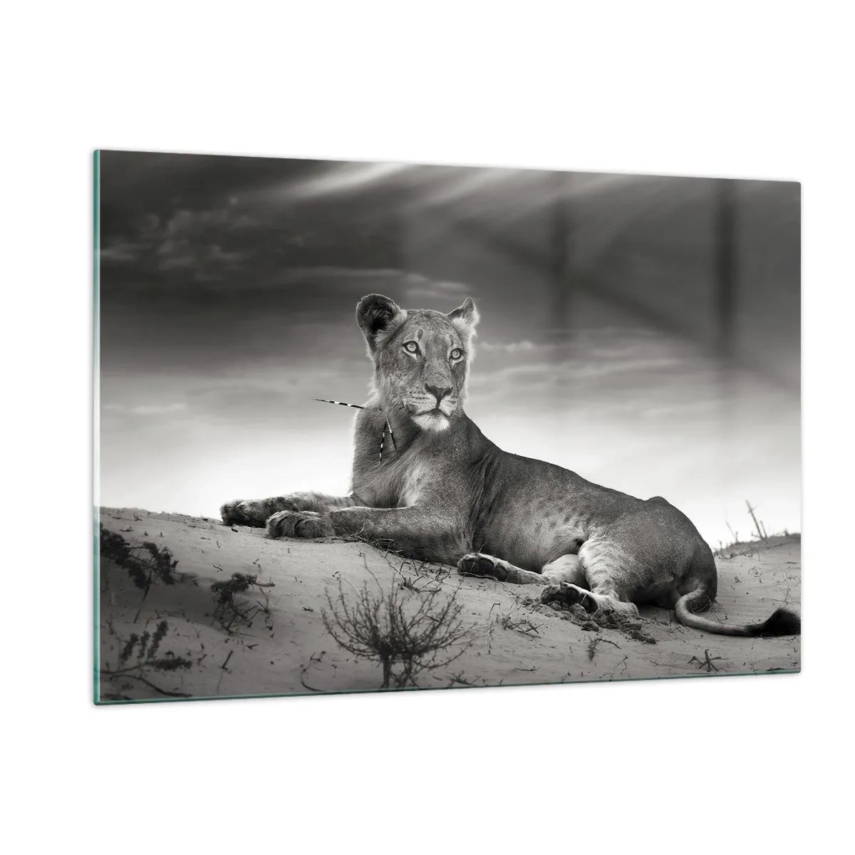 Impression sur verre - Image sur verre - Laissé gisant dans le désert dans un cadre noir et blanc - 120x80cm - La reine du désert reste - Décoration murale moderne pour le salon et la chambre ARTTOR