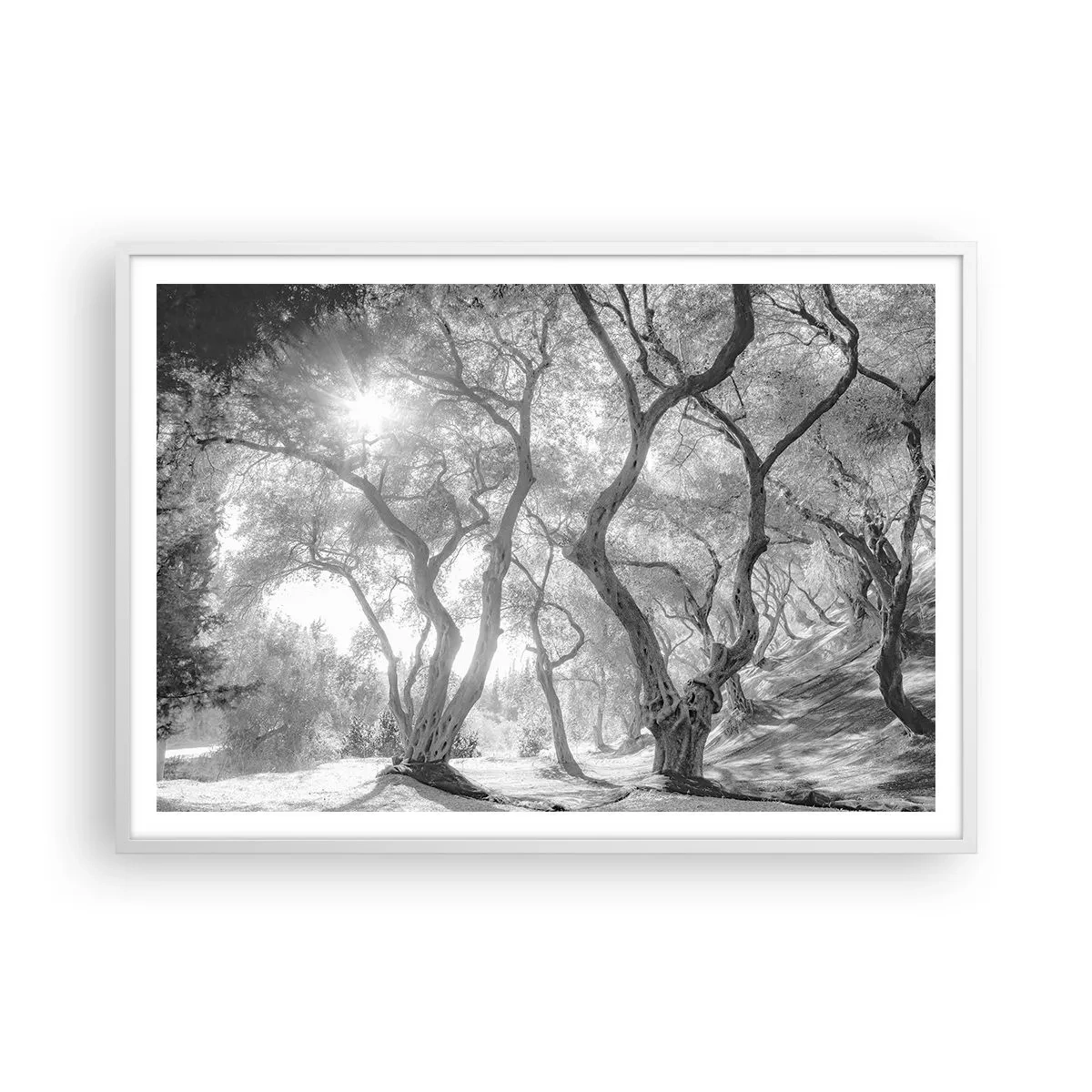 Affiche dans un cadre blanc - Poster - Dans l'oliveraie - 100x70 cm
