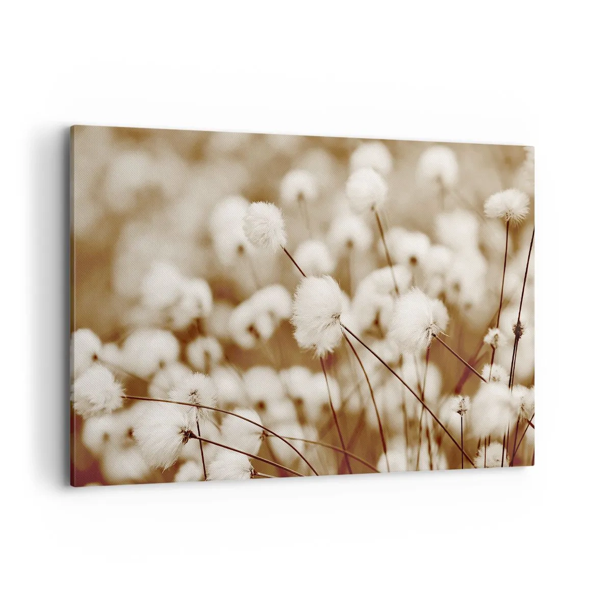 Impression sur toile - Image sur toile - Un champ de plantes délicates aux tons sépia - 120x80cm - Tige moelleuse - Décoration murale moderne pour le salon et la chambre ARTTOR