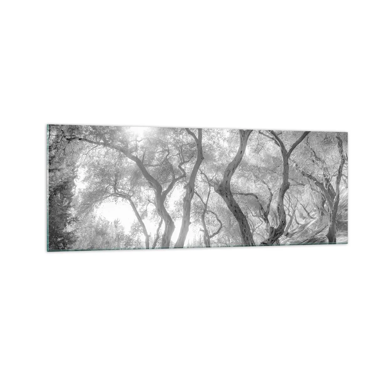 Impression sur verre - Image sur verre - Vue en noir et blanc d'arbres dans une oliveraie avec des rayons de soleil - 140x50cm - Dans l'oliveraie - Décoration murale moderne pour le salon et la chambre ARTTOR