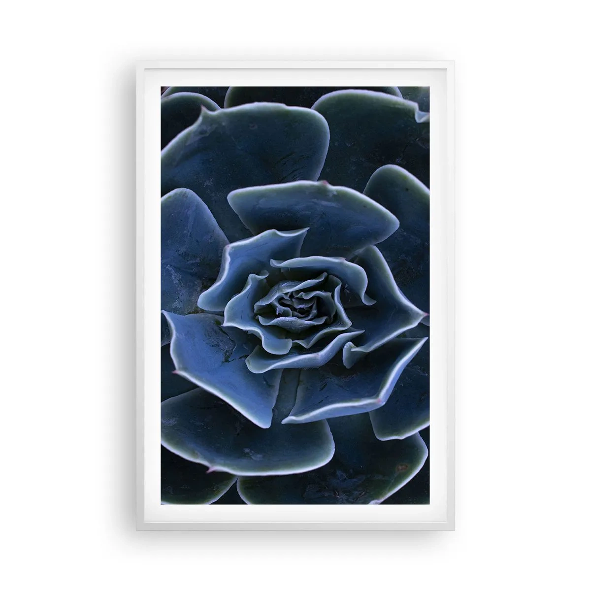 Affiche dans un cadre blanc - Poster - Fleur du désert - 61x91 cm