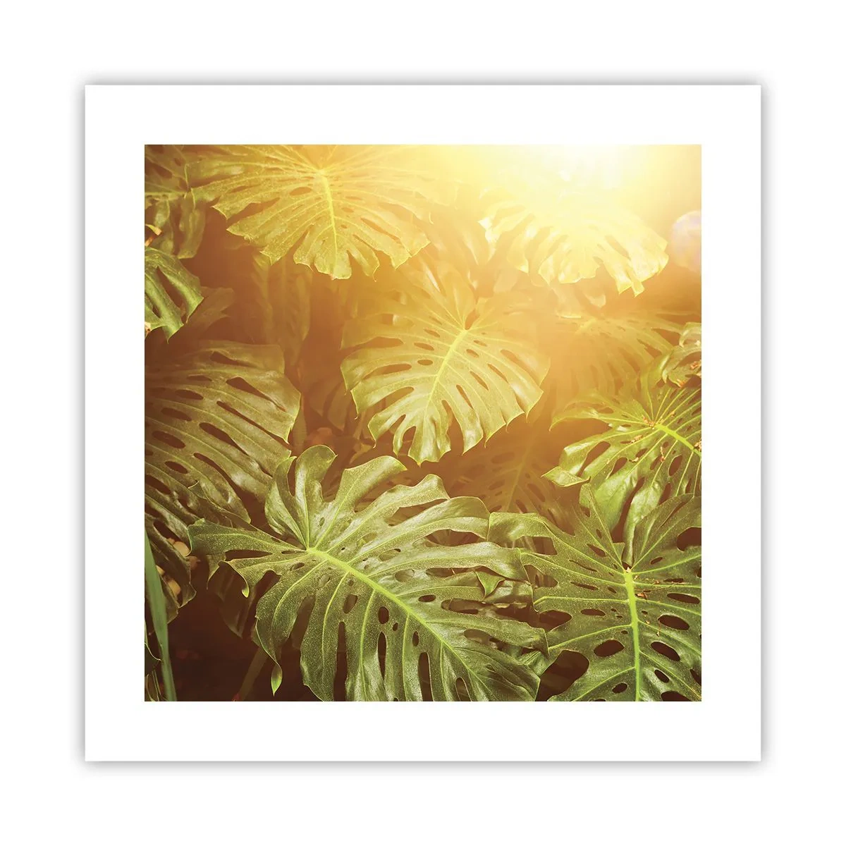 Affiche - Poster - Se fondre dans la verdure - 40x40 cm