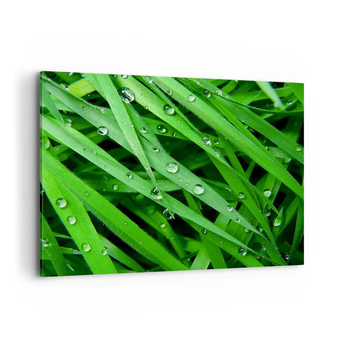 Impression sur toile - Image sur toile - Gros plan de brins d'herbe verte avec des gouttes de rosée - 100x70cm - Jouez dans le vert - Décoration murale moderne pour le salon et la chambre ARTTOR