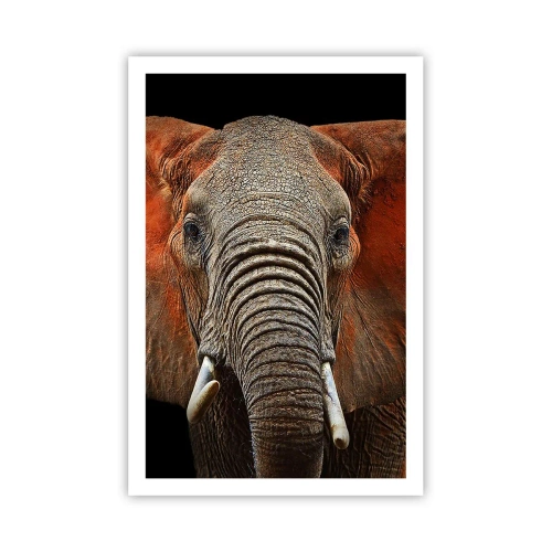 Affiche - Poster - Je suis sauvage, et toi? - 61x91 cm