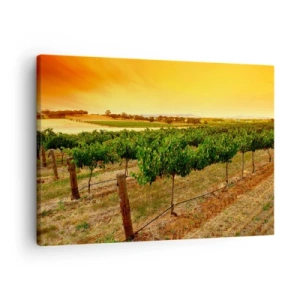 Impression sur toile - Image sur toile - Vignes dans une plantation au coucher du soleil doré - 70x50cm - S'abreuver du soleil - Décoration murale moderne pour le salon et la chambre ARTTOR