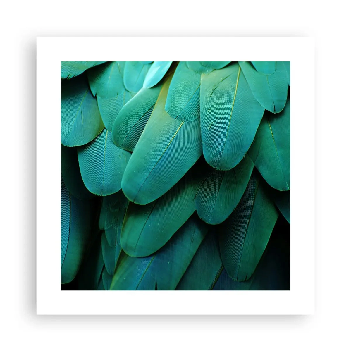 Affiche - Poster - Perfection de la nature du perroquet - 40x40 cm