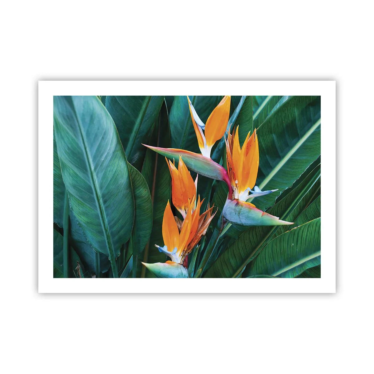 Affiche - Poster - Est-ce une fleur, est-ce un oiseaux? - 70x50 cm