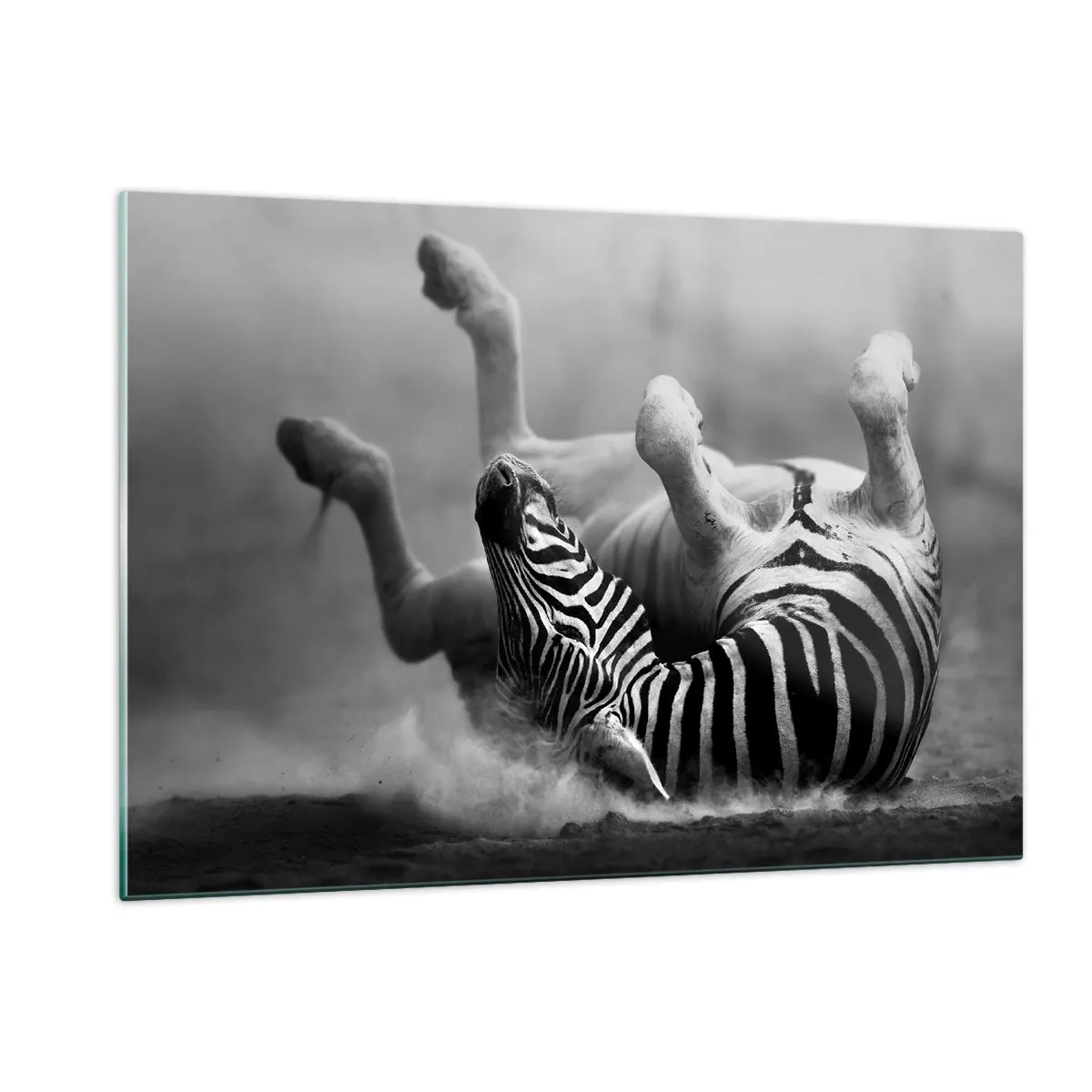 Impression sur verre - Image sur verre - Un zèbre couché dans la savane africaine - 120x80cm - Pas uniquement le cheval en rirait - Décoration murale moderne pour le salon et la chambre ARTTOR