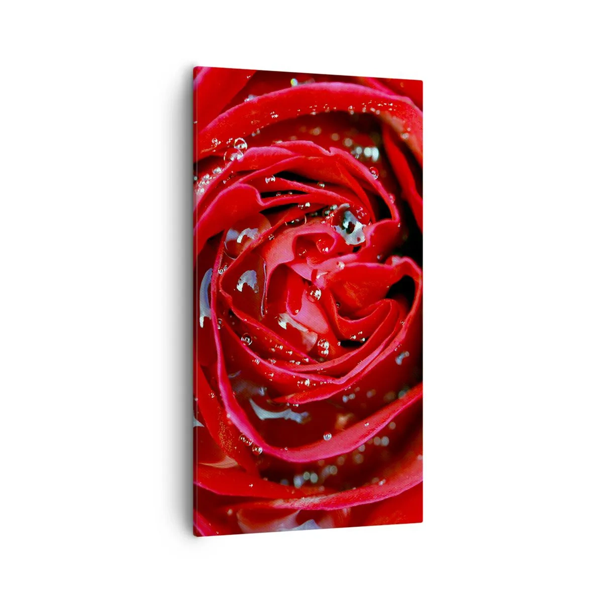 Impression sur toile - Image sur toile - Dans les gouttes de rosée - 55x100 cm