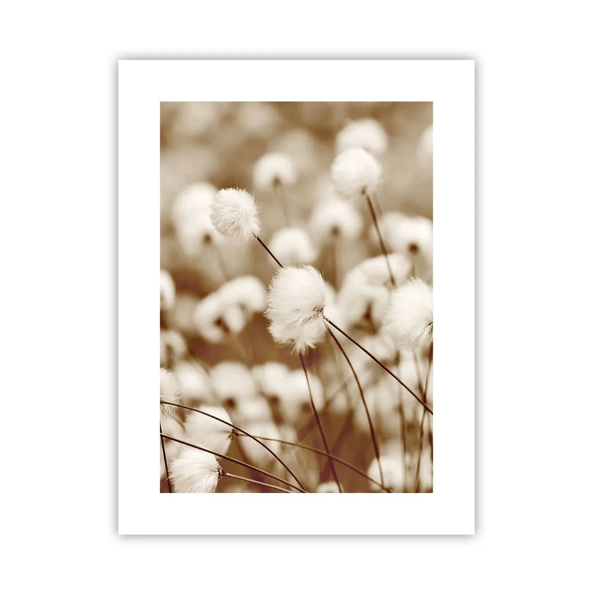 Affiche - Poster - Tige moelleuse - 30x40 cm