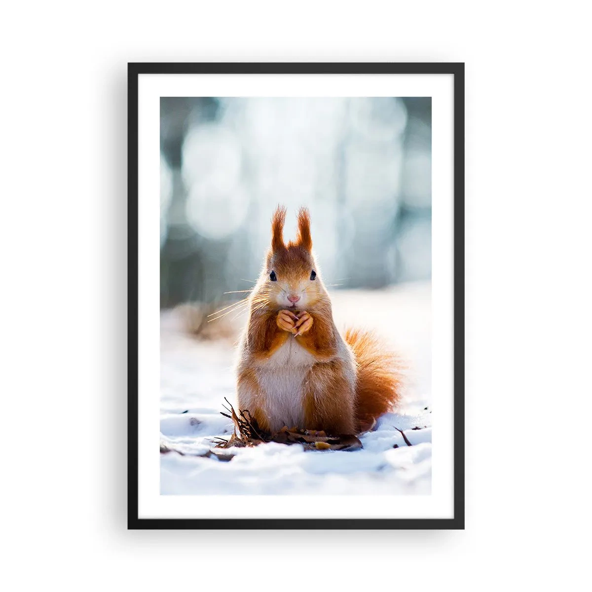 Affiche dans un cadre noir - Poster - Écureuil dans la neige dans la forêt d'hiver - 50x70cm - Qu'est ce que tu regardes comme ça? - Décoration murale moderne pour le salon et la chambre ARTTOR