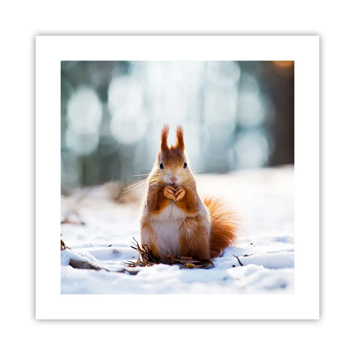 Affiche - Poster - Qu'est ce que tu regardes comme ça? - 40x40 cm