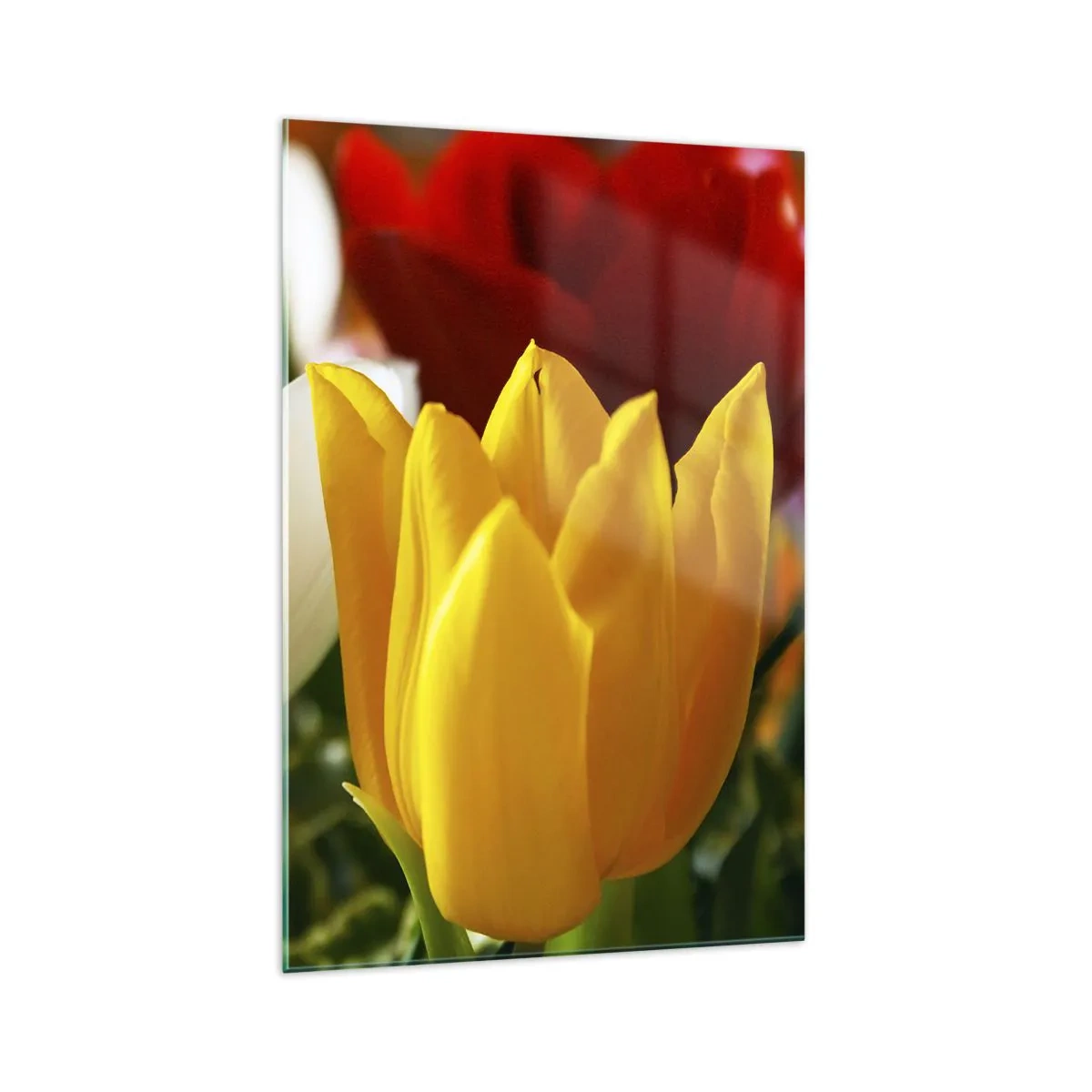 Impression sur verre - Image sur verre - Gros plan de tulipes colorées sur un fond printanier - 70x100cm - La fièvre des tulipes - Décoration murale moderne pour le salon et la chambre ARTTOR