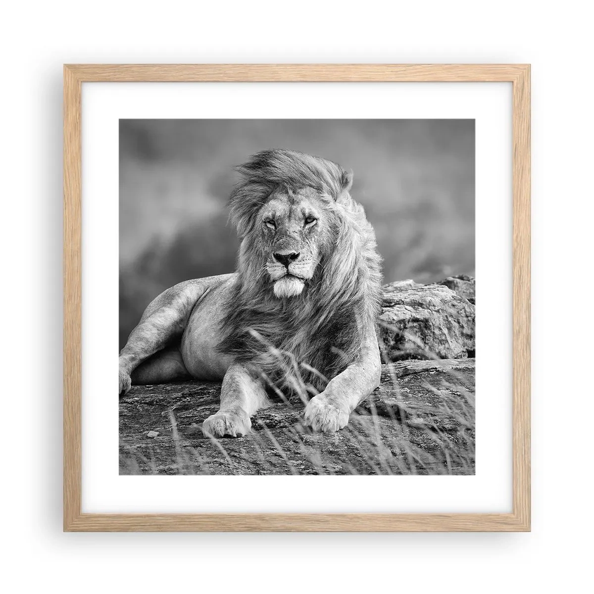 Affiche dans un chêne clair - Poster - Sieste royale - 40x40 cm