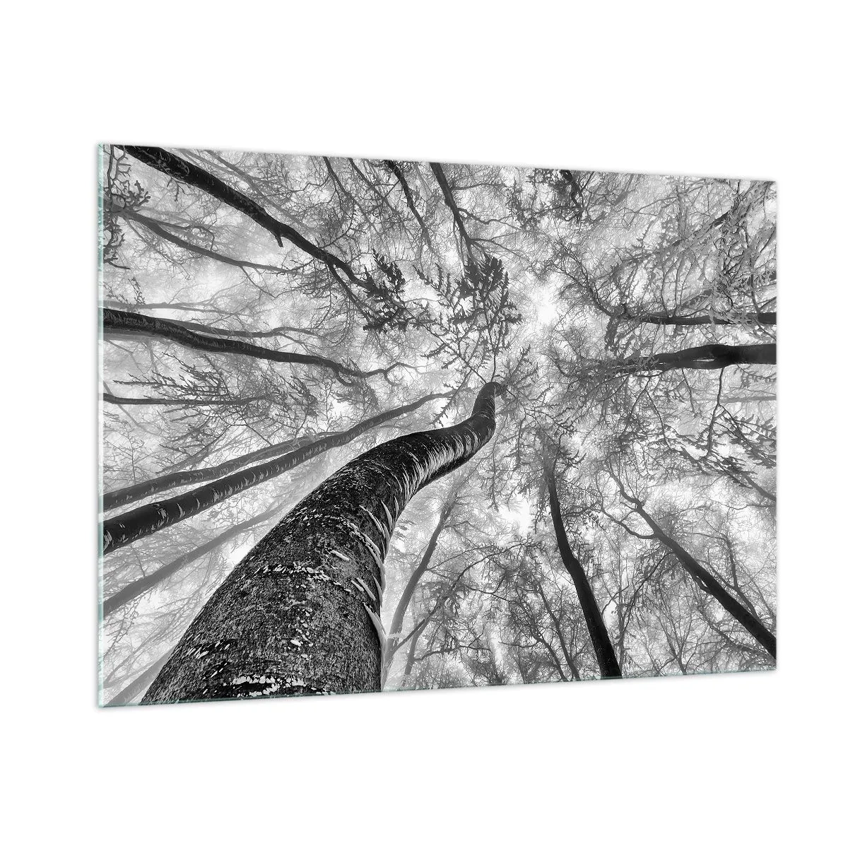 Impression sur verre - Image sur verre - Arbres en noir et blanc photographiés d'en bas vers le ciel - 100x70cm - Course vers la lumière - Décoration murale moderne pour le salon et la chambre ARTTOR