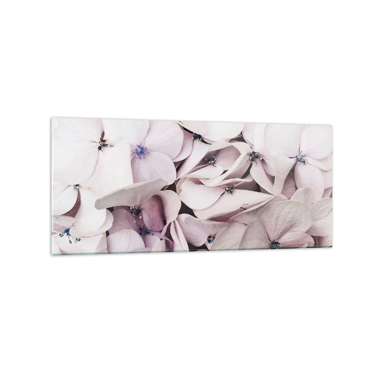 Impression sur verre - Image sur verre - Hortensias blancs délicats aux tons pastel - 120x50cm - Dans un flot de fleurs - Décoration murale moderne pour le salon et la chambre ARTTOR