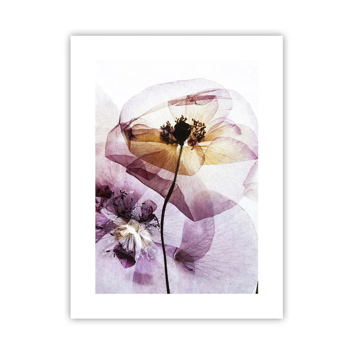 Affiche - Poster - Corps de fleurs transparente - 30x40 cm