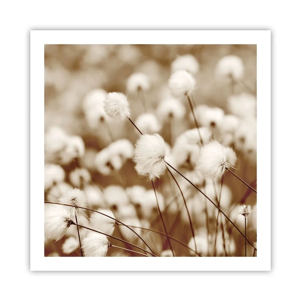 Affiche - Poster - Tige moelleuse - 60x60 cm