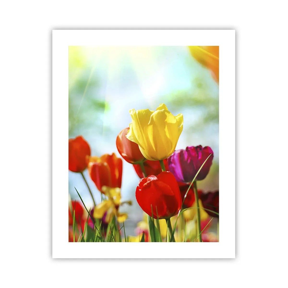 Affiche - Poster - Toutes les couleurs du soleil - 40x50 cm