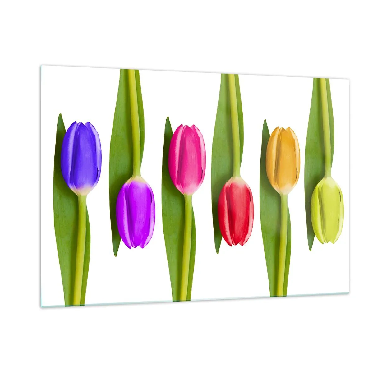 Impression sur verre - Image sur verre - Tulipes colorées disposées sur un fond blanc - 120x80cm - Composition arc-en-ciel - Décoration murale moderne pour le salon et la chambre ARTTOR