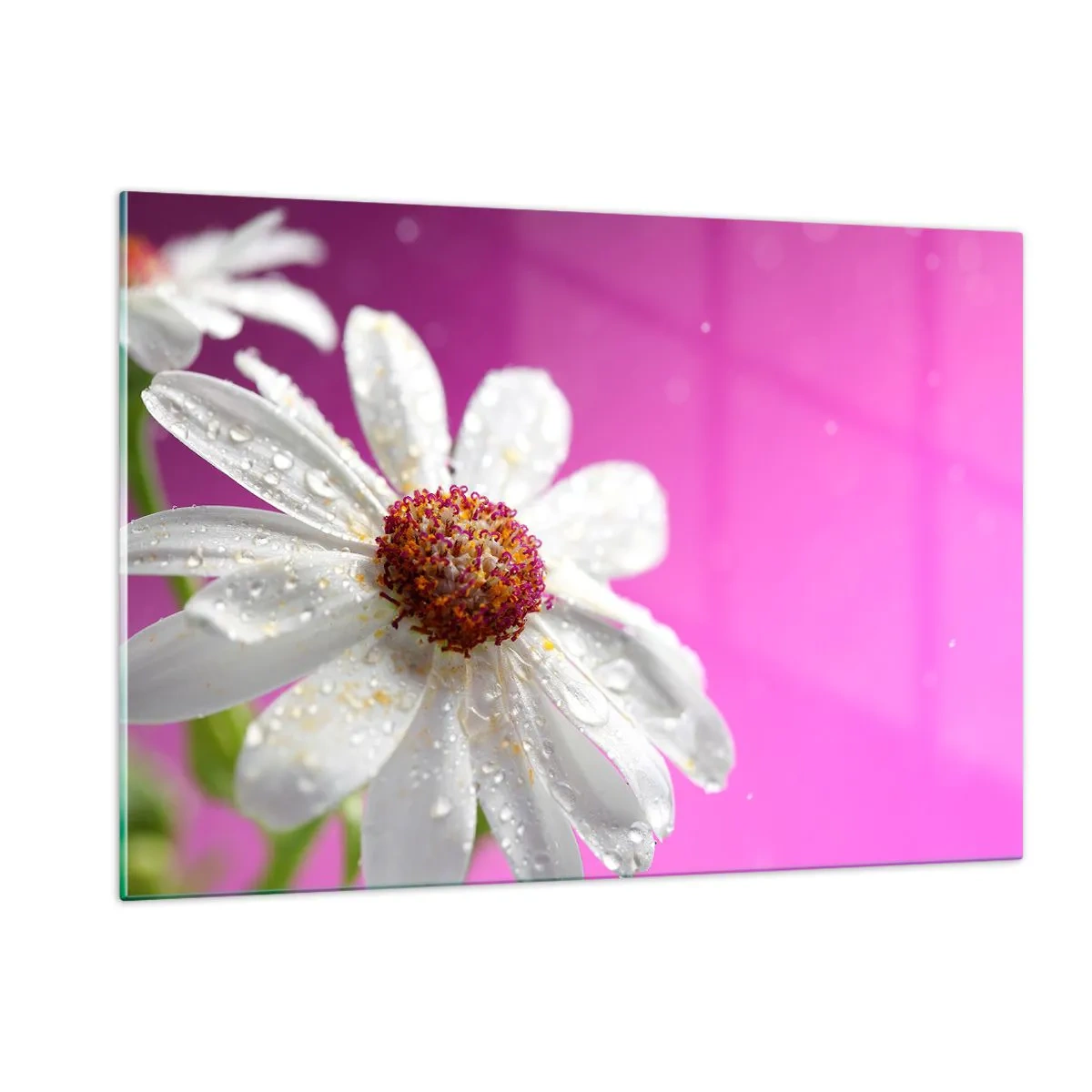 Impression sur verre - Image sur verre - Macrophotographie d'une fleur blanche avec des gouttes de rosée sur un fond rose - 120x80cm - Modeste dans sa beauté - Décoration murale moderne pour le salon et la chambre ARTTOR