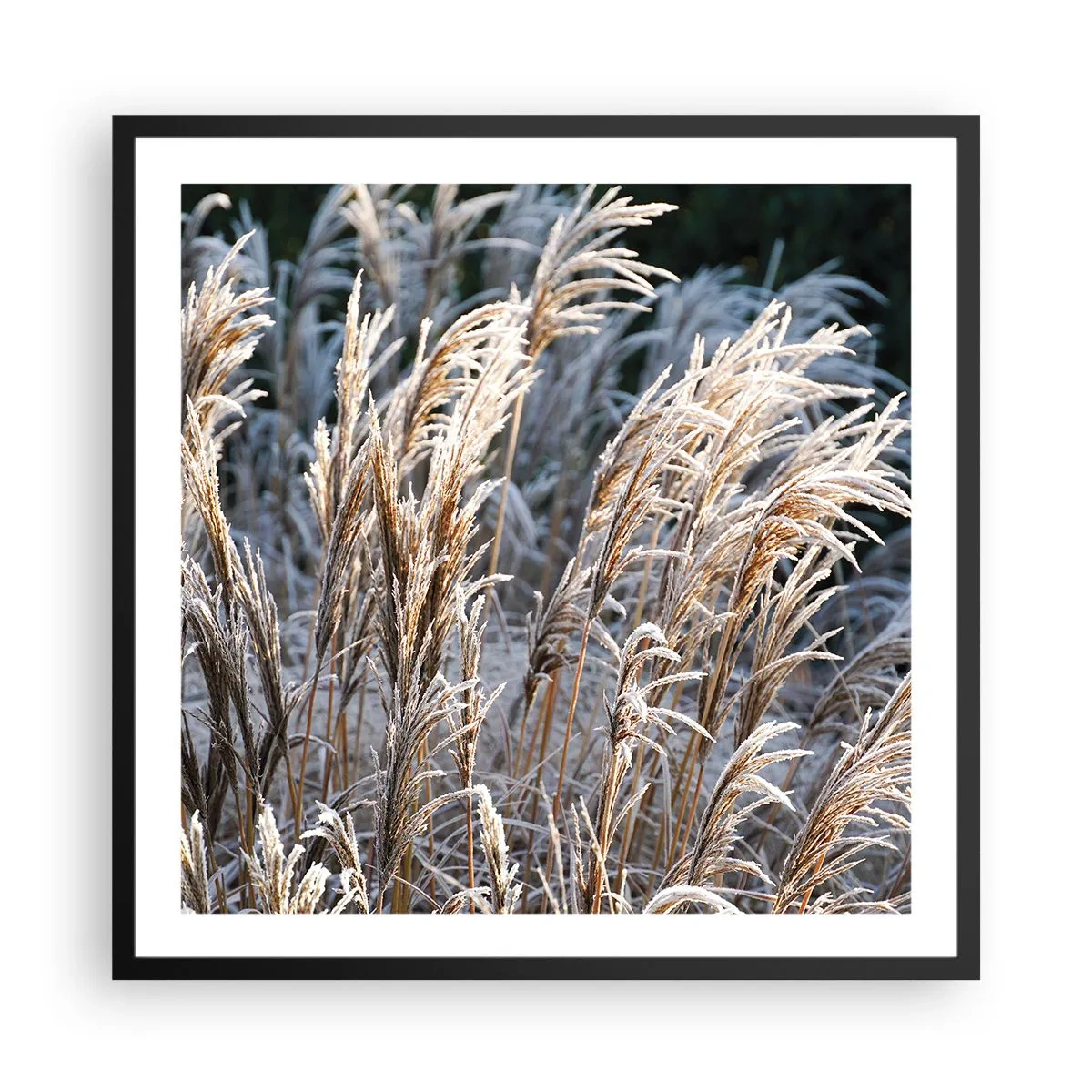 Affiche dans un cadre noir - Poster - Habillé de givre - 60x60 cm