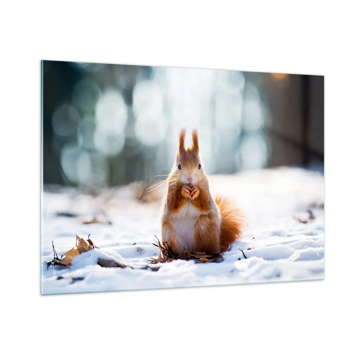 Impression sur verre - Image sur verre - Écureuil dans la neige avec une noix dans la forêt d'hiver - 100x70cm - Qu'est ce que tu regardes comme ça? - Décoration murale moderne pour le salon et la chambre ARTTOR