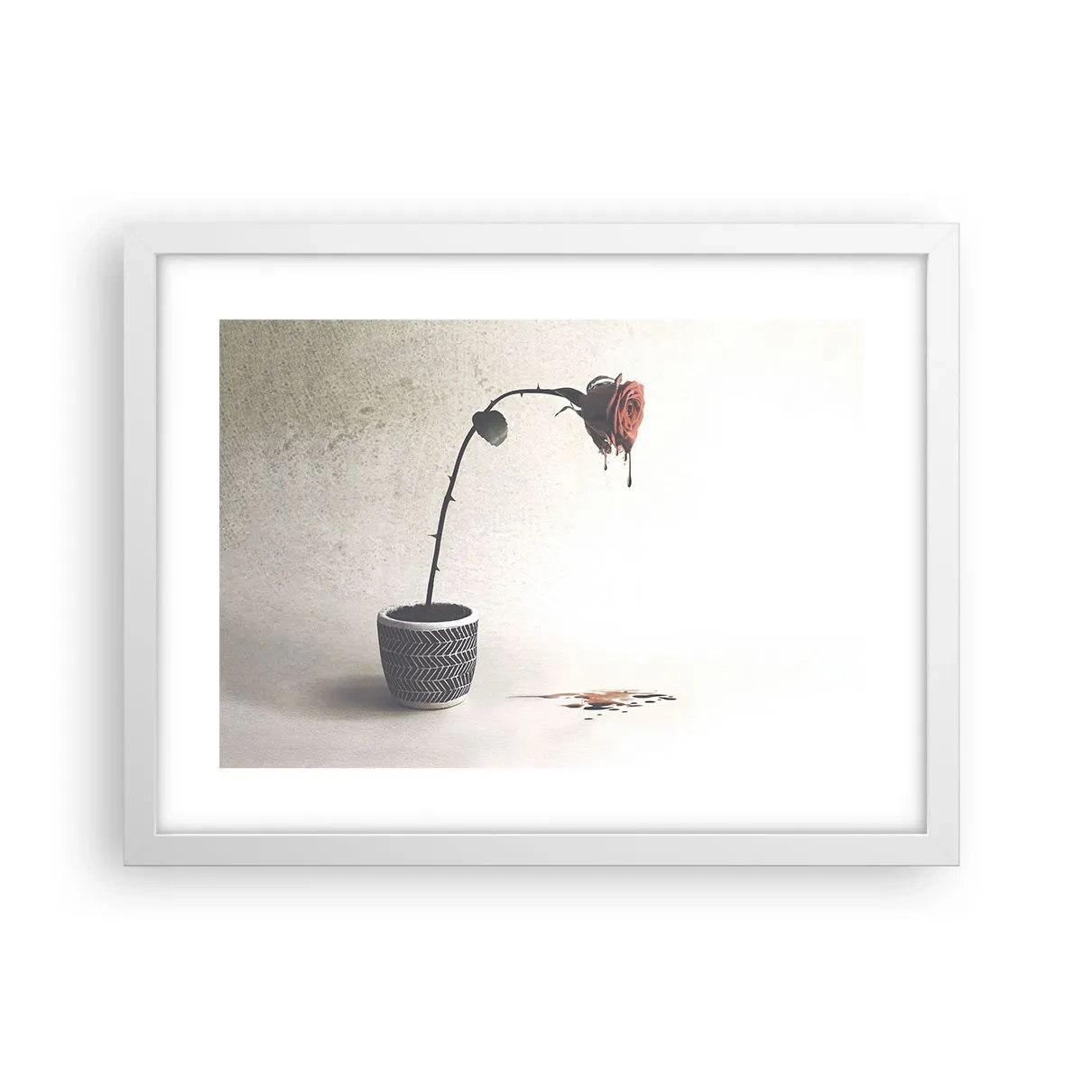 Affiche dans un cadre blanc - Poster - Rosa dolorosa - 40x30 cm