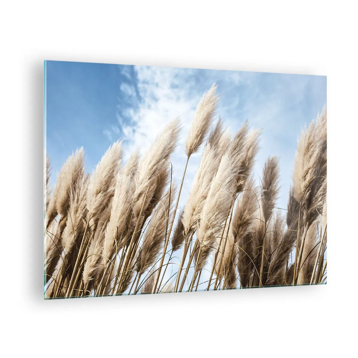 Impression sur verre - Image sur verre - Herbes de pampa décoratives contre un ciel bleu - 70x50cm - Caresse ensoleillée et venteuse - Décoration murale moderne pour le salon et la chambre ARTTOR