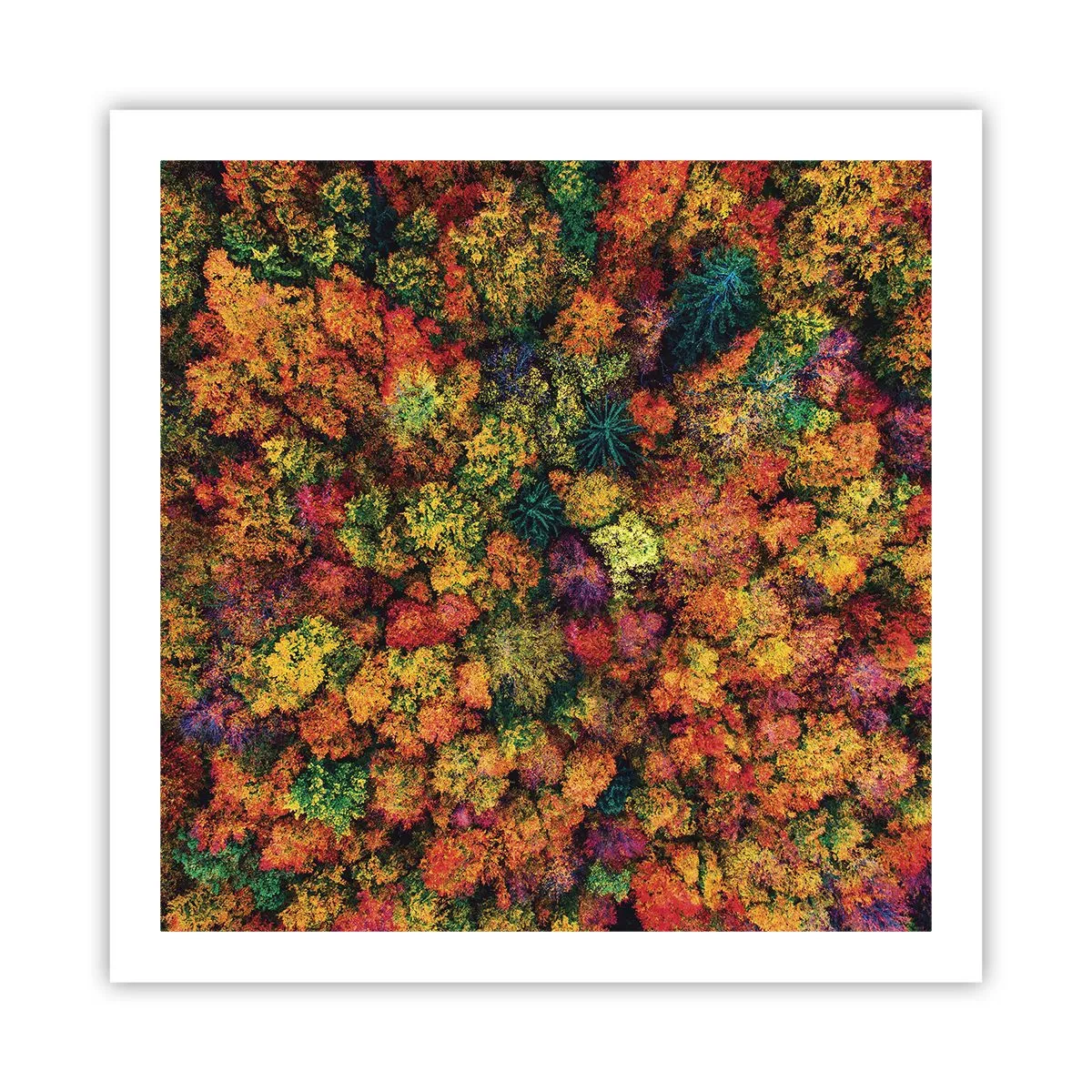 Affiche - Poster - Bouquet d'arbres automnal - 60x60 cm