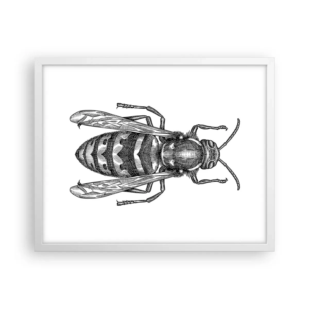 Affiche dans un cadre blanc - Poster - D'une planète d'insectes - 50x40 cm