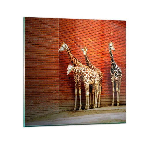 Impression sur verre - Image sur verre - Voyez-vous des acacias ? - 30x30 cm