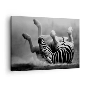 Impression sur toile - Image sur toile - Un zèbre noir et blanc se roulant dans le sable - 70x50cm - Pas uniquement le cheval en rirait - Décoration murale moderne pour le salon et la chambre ARTTOR