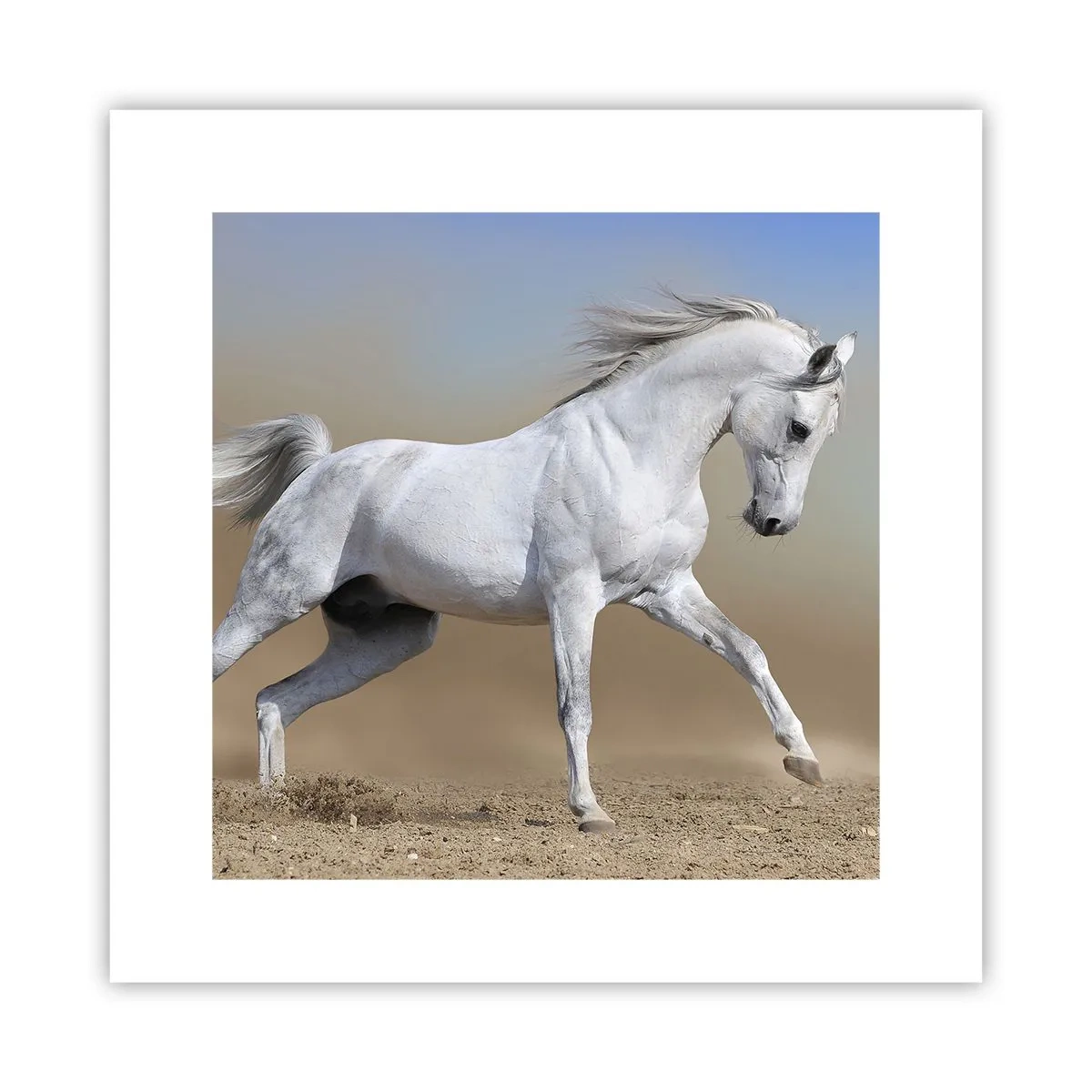 Affiche - Poster - Le plus beau conte de fées arabe - 30x30 cm