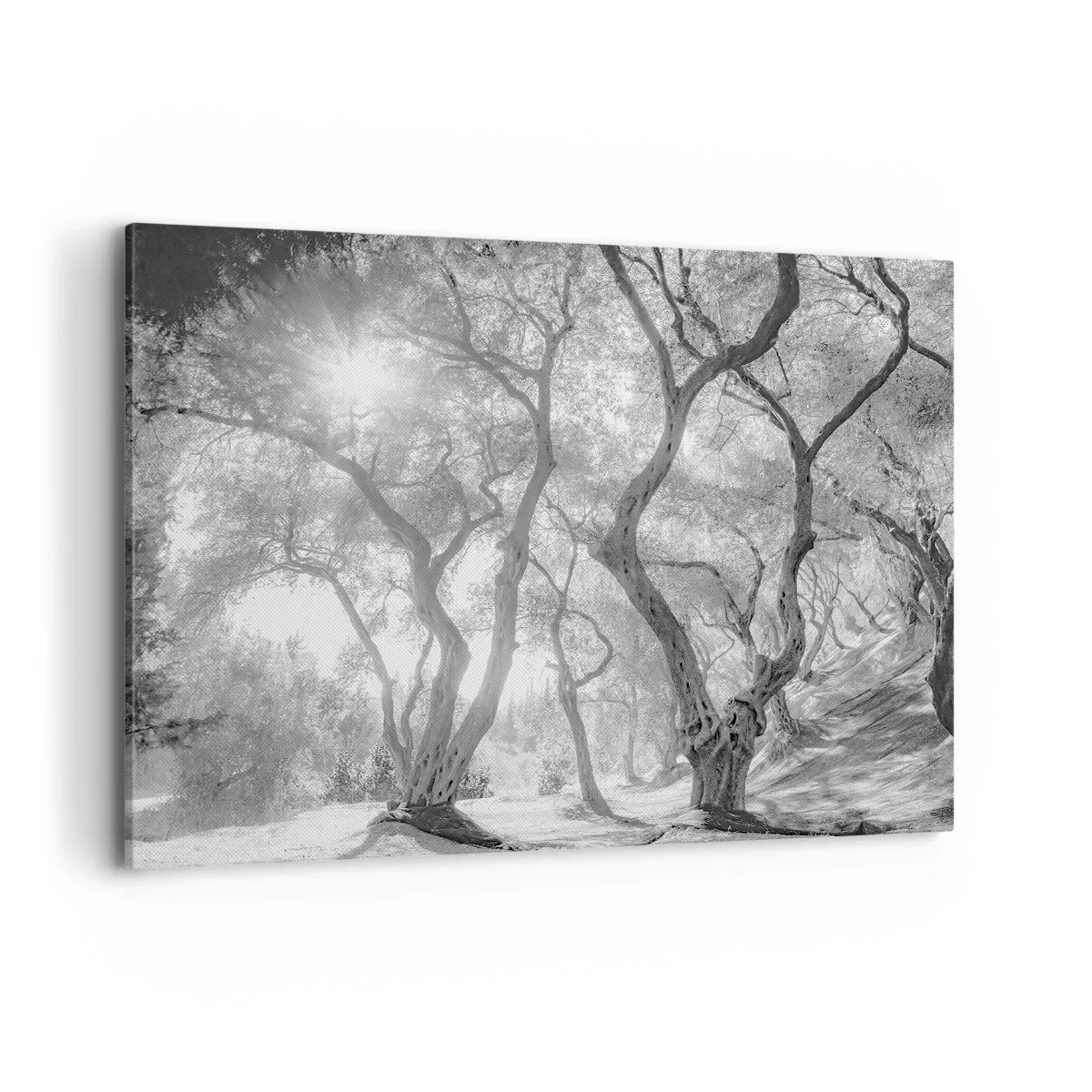 Impression sur toile - Image sur toile - Vue en noir et blanc d'arbres dans une oliveraie avec des rayons de soleil - 100x70cm - Dans l'oliveraie - Décoration murale moderne pour le salon et la chambre ARTTOR