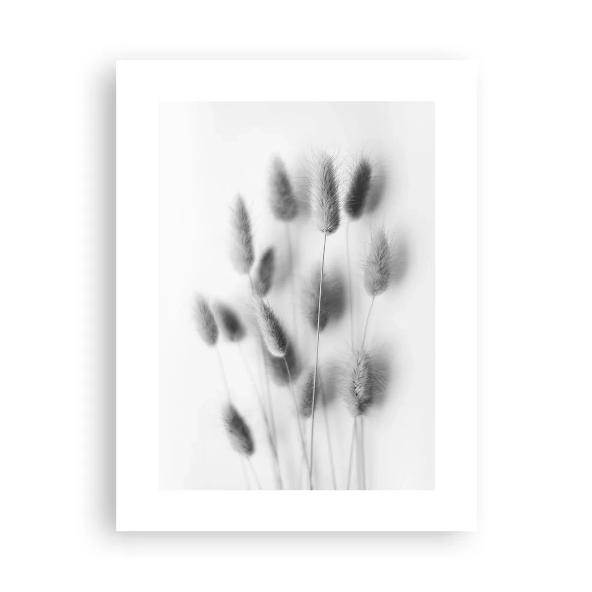 Affiche - Poster - Son herbe duveteuse - 30x40 cm