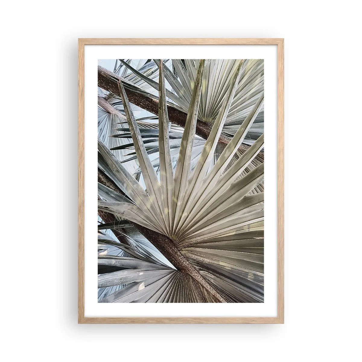 Affiche dans un chêne clair - Poster - Evantail sous les tropiques - 50x70 cm