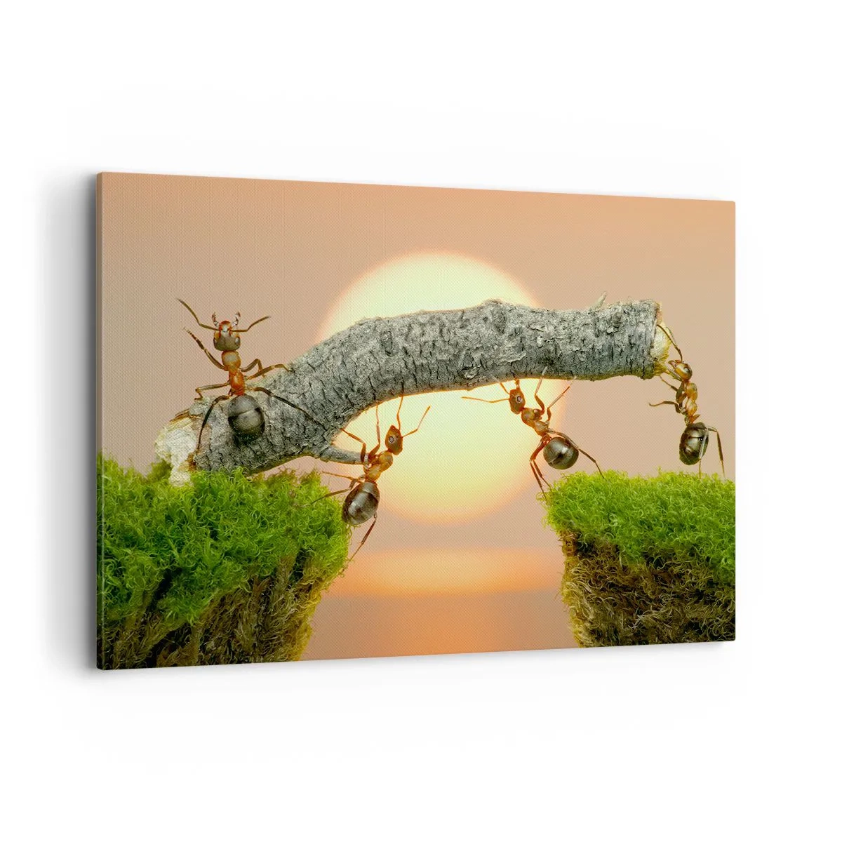Impression sur toile - Image sur toile - Des fourmis construisent un pont de branches sur fond de soleil couchant. - 120x80cm - La joie, travaille d'équipe - Décoration murale moderne pour le salon et la chambre ARTTOR