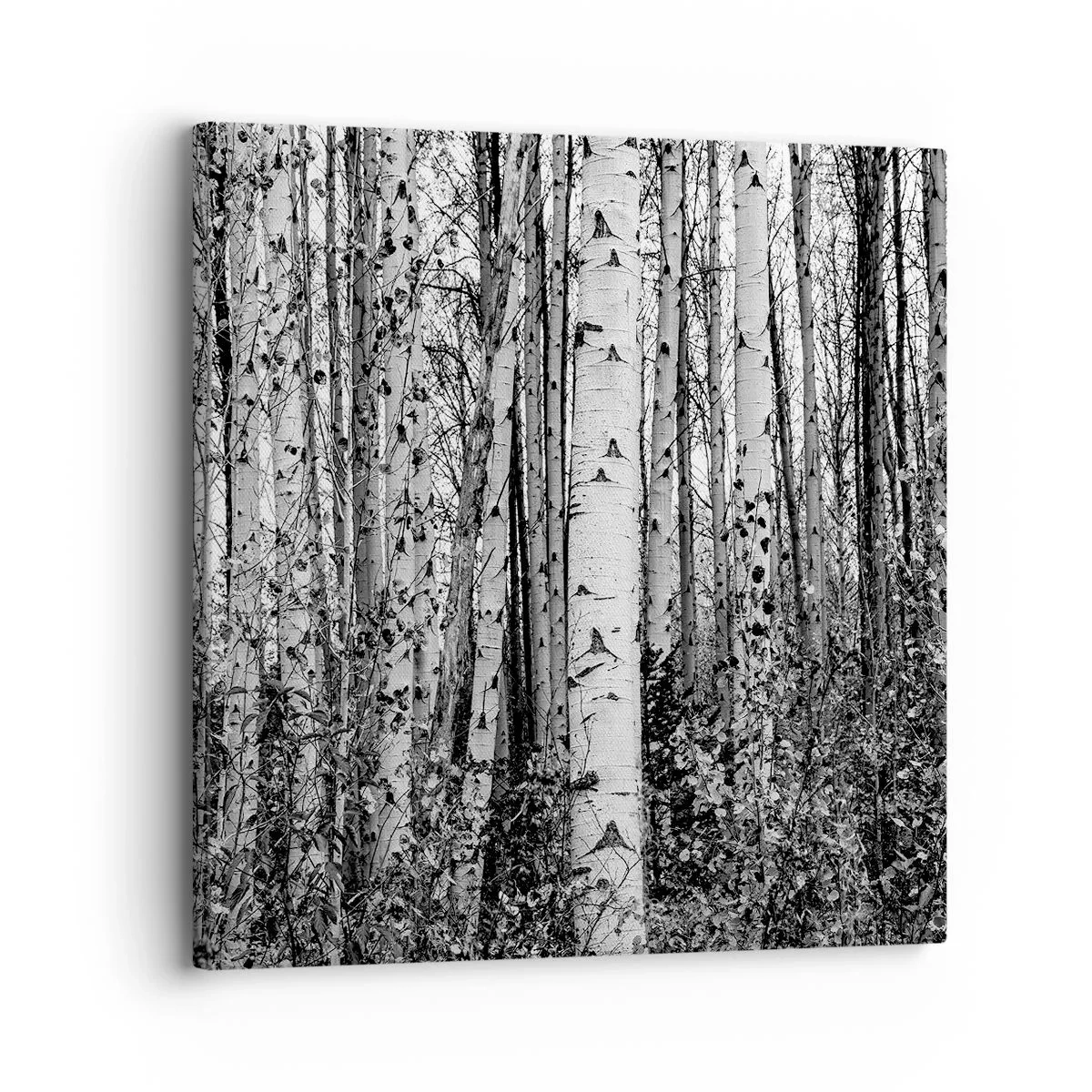 Impression sur toile - Image sur toile - Enchevêtrement de bouleau - 30x30 cm