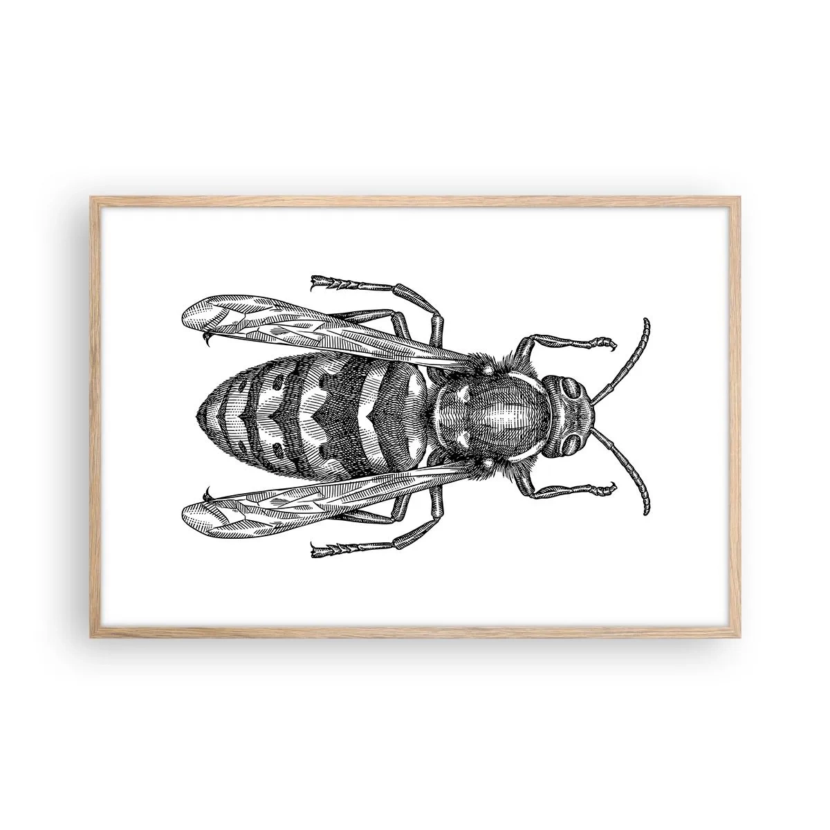 Affiche dans un chêne clair - Poster - D'une planète d'insectes - 91x61 cm