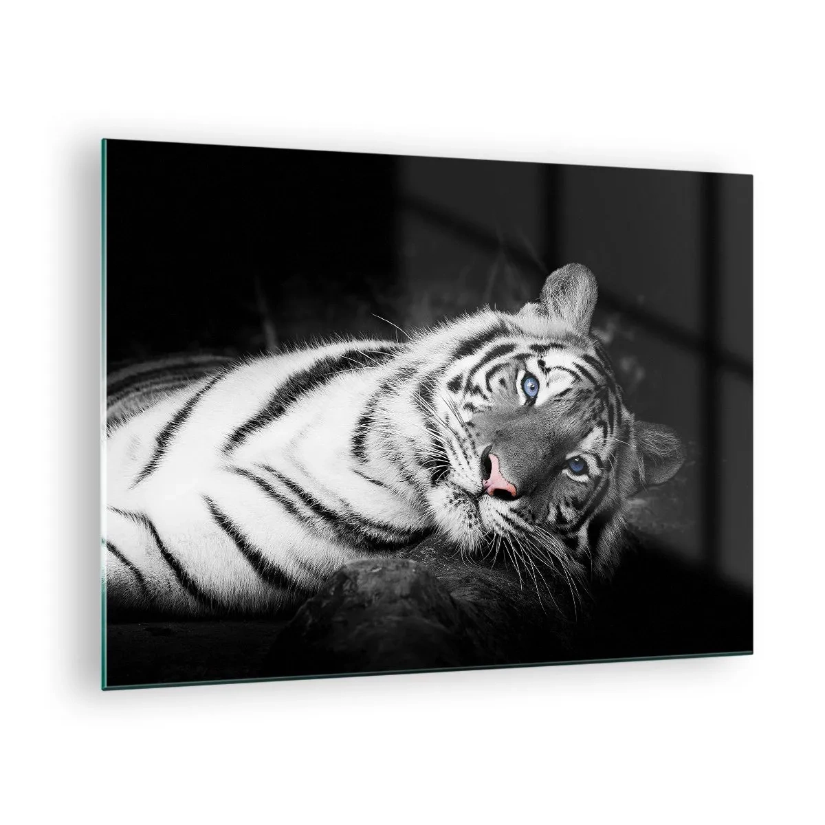 Impression sur verre - Image sur verre - Un tigre blanc aux yeux bleus dans un décor noir et blanc - 70x50cm - Sauvagerie et paix - Décoration murale moderne pour le salon et la chambre ARTTOR