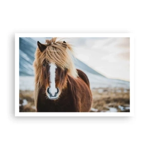 Affiche - Poster - Cheval islandais dans un paysage de montagne - 100x70cm - Sentez-vous la liberté ? - Décoration murale moderne pour le salon et la chambre ARTTOR